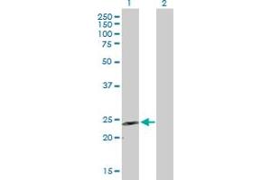 Western Blot analysis of GDNF expression in transfected 293T cell line by GDNF MaxPab polyclonal antibody. (GDNF antibody  (AA 1-211))