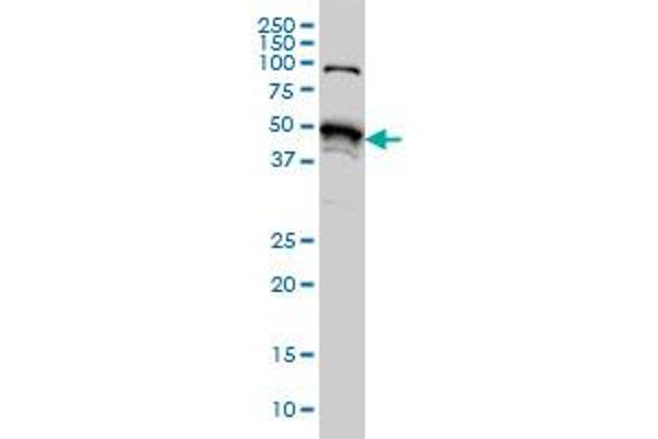 STK38 antibody  (AA 365-465)