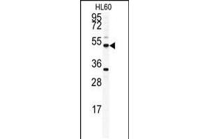 Western blot analysis of OMD antibody in HL60 cell line lysates (35ug/lane) (Osteomodulin antibody  (C-Term))