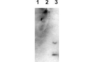 Western Blotting (WB) image for anti-Amyloid beta (Abeta) (AA 1-43), (C-Term), (N-Term) antibody (ABIN126727) (beta Amyloid antibody  (C-Term, N-Term))