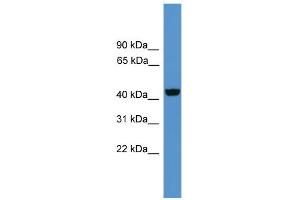 WB Suggested Anti-Wnt10a Antibody Titration: 0. (WNT10A antibody  (Middle Region))