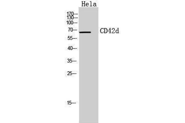 GP5 antibody  (Internal Region)