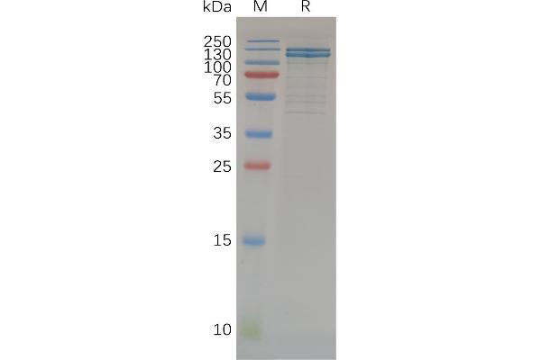 E-cadherin Protein (AA 23-706) (Fc Tag)