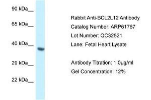 Western Blotting (WB) image for anti-BCL2-Like 12 (Proline Rich) (BCL2L12) (Middle Region) antibody (ABIN786491) (BCL2L12 antibody  (Middle Region))