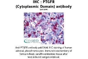 Image no. 1 for anti-Prostaglandin F Receptor (FP) (PTGFR) (1st Cytoplasmic Domain) antibody (ABIN1738569) (PTGFR antibody  (1st Cytoplasmic Domain))