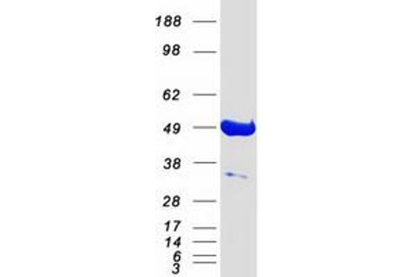 PACSIN3 Protein (Myc-DYKDDDDK Tag)