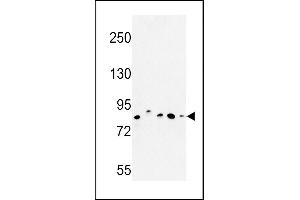 CHPF抗体（AA 327-354）
