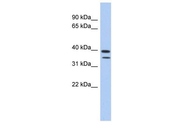 C4ORF23 antibody  (N-Term)