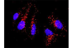 Proximity Ligation Analysis of protein-protein interactions between CD86 and CD80. (CD86 antibody  (AA 1-329))