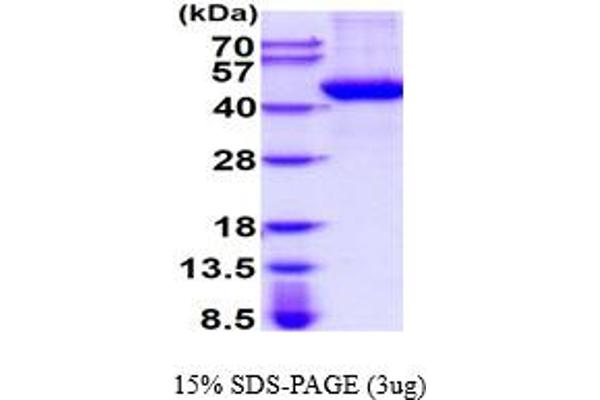 TPST1 Protein (AA 26-370) (His tag)