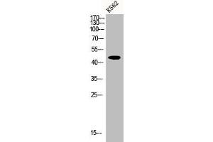 Western Blot analysis of K562 cells using CRF-RII Polyclonal Antibody (CRHR2 antibody  (Internal Region))