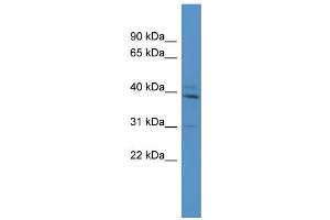 WB Suggested Anti-Tbx10 Antibody Titration:  0. (T-Box 10 antibody  (N-Term))