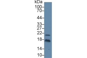 Western Blotting (WB) image for Insulin (INS) ELISA Kit (ABIN6574079)