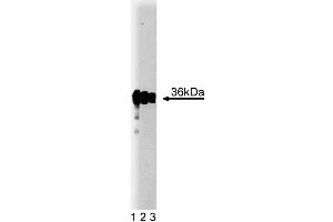 Western blot analysis of PP2A Catalytic alpha on A431 lysate. (PP2A Catalytic alpha (AA 153-309) antibody)