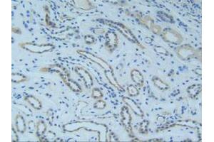 IHC-P analysis of Human Kidney Tissue, with DAB staining. (SMAD9 antibody  (AA 226-459))