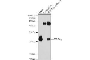 Immunoprecipitation analysis of 50 μg extracts of GST Protein using 3 μg GST-Tag antibody (ABIN3020561 and ABIN3020562). (GST antibody)