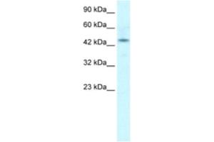 Western Blotting (WB) image for anti-Iroquois Homeobox Protein 2 (IRX2) antibody (ABIN2460390) (IRX2 antibody)