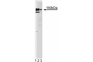 Western blot analysis of DSIF on a HeLa lysate. (CG7626 Gene Product From Transcript CG7626-RA (SPT5) (AA 866-985) antibody)