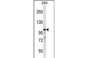 Western blot analysis in 293 cell line lysates (35ug/lane). (RASA1 antibody  (C-Term))