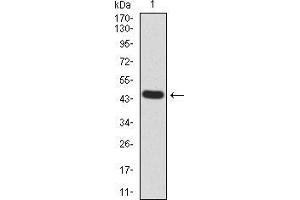 Western blot analysis using TTR mAb against human TTR (AA: 1-147) recombinant protein. (TTR antibody  (AA 1-147))