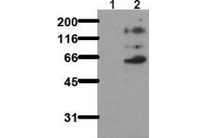 Western Blotting (WB) image for anti-Nuclear Receptor Coactivator 1 (NCOA1) (pTyr416) antibody (ABIN126893) (NCOA1 antibody  (pTyr416))