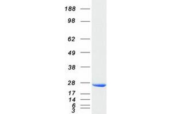 EMG1 Protein (Myc-DYKDDDDK Tag)