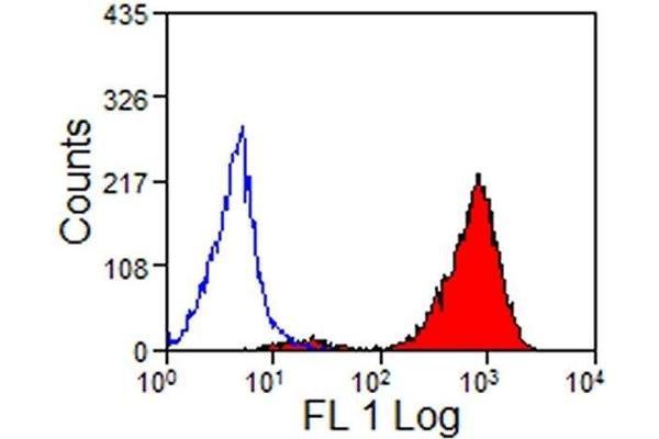 MHC, Class I antibody