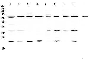Western blot analysis of MRE11 using anti-MRE11 antibody . (Mre11 antibody  (AA 2-239))