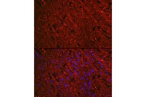 Immunofluorescence analysis of rat placenta cells using PROK1 Rabbit mAb (ABIN7269546) at dilution of 1:100 (40x lens). (Prokineticin 1 antibody)