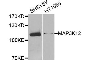 Western blot analysis of extracts of SH-SY5Y and HT1080 cells, using MAP3K12 antibody. (MAP3K12 antibody)