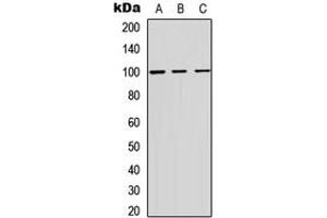 Western blot analysis of ADAM12 expression in HEK293T (A), Raw264. (ADAM12 antibody  (Center))