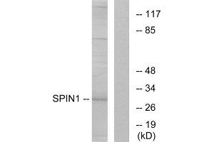 Western Blotting (WB) image for anti-Spindlin 1 (SPIN1) (Internal Region) antibody (ABIN1850130) (Spindlin 1 antibody  (Internal Region))