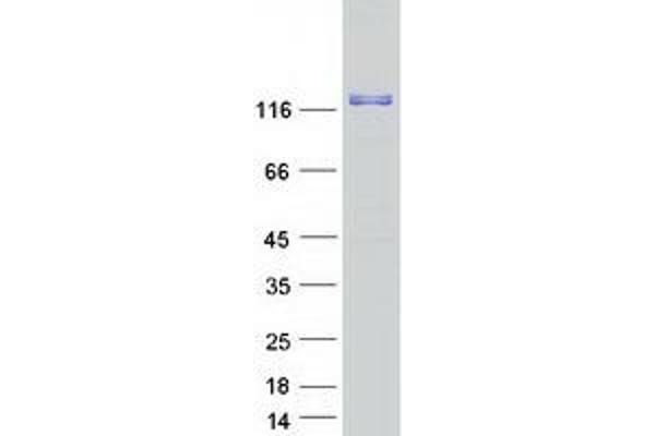 RIN3 Protein (Myc-DYKDDDDK Tag)