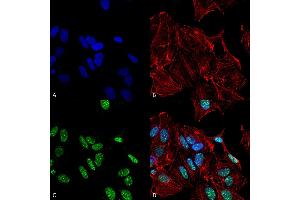 Immunocytochemistry/Immunofluorescence analysis using Rabbit Anti-GDNF Polyclonal Antibody . (GDNF antibody  (Biotin))