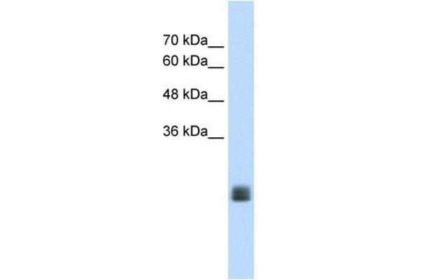 TMEM178 antibody  (Middle Region)