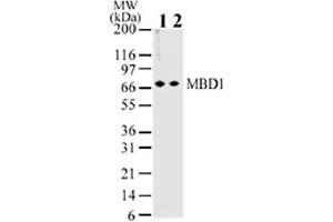 MBD1 antibody tested by Western blot. (MBD1 antibody)