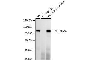 Immunoprecipitation analysis of 300 μg extracts of HeLa cells using 3 μg PKC alpha antibody (ABIN6128460, ABIN6135858, ABIN6135859 and ABIN7101370). (PKC alpha antibody)