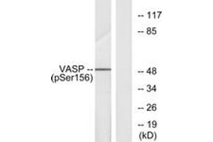 Western Blotting (WB) image for anti-Vasodilator-Stimulated phosphoprotein (VASP) (pSer157) antibody (ABIN2888553) (VASP antibody  (pSer157))