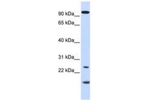 GCAP1 antibody  (AA 36-85)