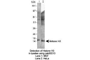 Image no. 2 for anti-Histone 3 (H3) (AA 100-200) antibody (ABIN363522) (Histone 3 antibody  (AA 100-200))