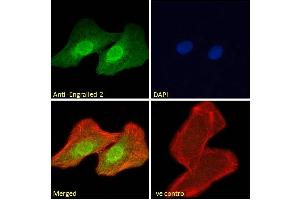 ABIN185576 Immunofluorescence analysis of paraformaldehyde fixed U2OS cells, permeabilized with 0. (EN2 antibody  (C-Term))