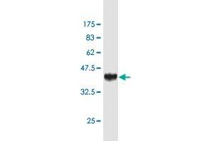 Western Blot detection against Immunogen (36. (Sp3 antibody  (AA 516-615))