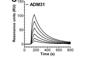 Surface Plasmon Resonance (SPR) image for anti-neonatal Fc Receptor (FcRn) antibody (ABIN1774762)