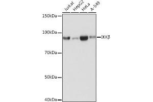 Western blot analysis of extracts of various cell lines, using IKKβ antibody (ABIN7267873) at 1:1000 dilution. (IKBKB antibody)