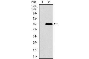 Western Blotting (WB) image for anti-Inner Centromere Protein Antigens 135/155kDa (INCENP) (AA 369-583) antibody (ABIN969529)