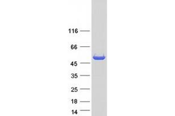 HMGCS2 Protein (Myc-DYKDDDDK Tag)