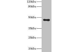 Western blot All lanes: APOA4 antibody at 2 μg/mL + Human serum Secondary Goat polyclonal to rabbit IgG at 1/10000 dilution Predicted band size: 46 kDa Observed band size: 46 kDa (APOA4 antibody  (AA 21-396))