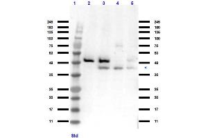 Western Blotting (WB) image for anti-Mitogen-Activated Protein Kinase 14 (MAPK14) antibody (ABIN6655670)