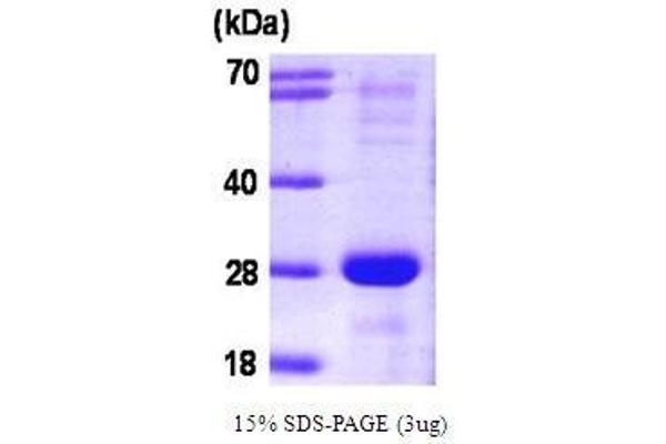 SNAP23 Protein (AA 1-211)