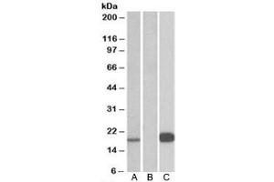 Western blot testing of HEK293 lysate over expressing human UCN3-FLAG with Urocortin 3 antibody [1ug/ml] in Lane A and probed with anti-FLAG (1/3000) in lane C. (UCN3 antibody)